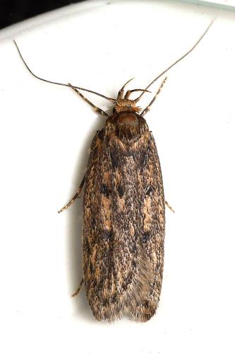 Hofmannophila pseudospretella
